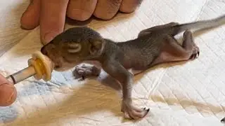 Baby squirrels rescued #baby #follow #animal #wildlife #squirrel #love #save #cute #cutebabies #2024