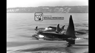 Center for Whale Research