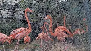 Visiting The Hong Kong Zoological and Botanical Garden |Picnic At The Zoo! |HavingFunWithThe Animals