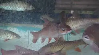 Ikan kelah tembat 14inci