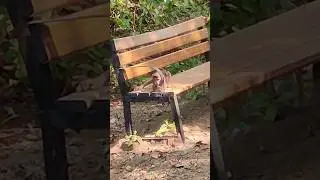 Monkeys Gone Wild 😂|#animallife #babymonkey #cute #babyprimate #viral #shorts #jungle #nature #funny