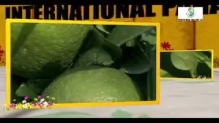 IPL Documentary - 12 not out.mp4
