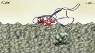 Enzymes break down cellulose into sugars