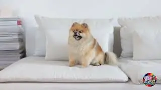 Animal Joyride | Cuteness World Of Animals.