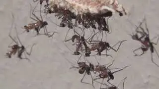 Newborn Praying Mantises - Sony DEV5 - Filmed by Greg Morgan