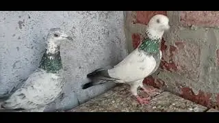 For Sale Kalpara Nafta Ka Jod #Pigeon #Kabutar #Pigeonlover 