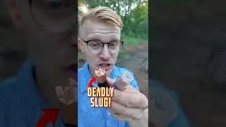 How Lethal Is A Tenderizer Shotgun Slug?