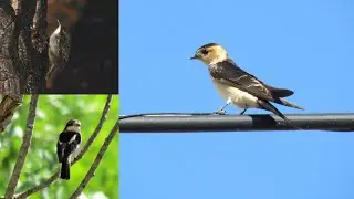 Efecto del Ruido en las Aves Urbanas