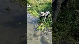 Paghawi ng damo karpa agad Ang nakita