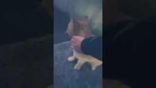 Watchful kitty tolerates some pets😸