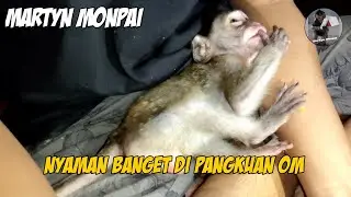Baby Monkey Martyn || Nyaman Banget Dipangku Sama Om.
