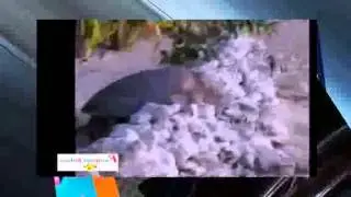 Best May 2015 Vines Compilation - Funny Vines - New Best vines 2015 ✔✔