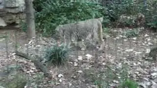 Lynx exhibit at The Queens Zoo   Queens NY