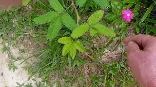 Temple of Light Aya Retreat, Mimosa Plant Magic, Iquitos, Peru