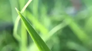 iPhone 6 Macro Photography