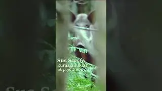 wild BOAR in the WOODS (forest pigs) #shorts #documentary #wildlife #ecology #rewilding #biology