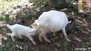 Baby Goat drinking milk 🥛