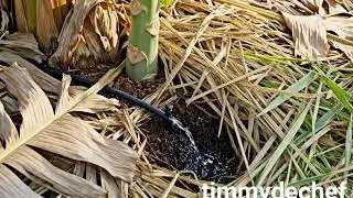 Spacing and soil health 