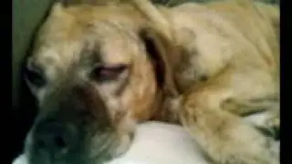 My dog Casey snoring and dreaming eyes rolling.  LOL!