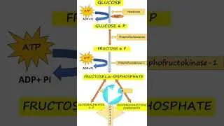 Glycolysis Ki Quick video #biochemistryforall #glycolysis #easy #radiobiochem#class11th