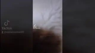 Tosbik kedicik