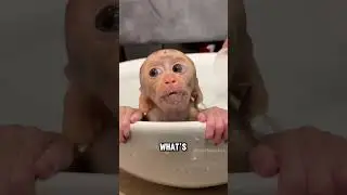 Когда щипаешь за щёчки детёныша обезьянки... #животные #мило #шорты