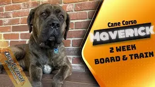 Cane Corso 