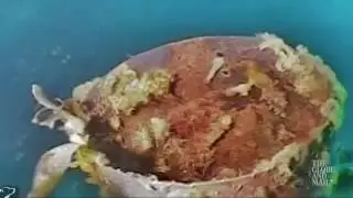 This wreck could be the remains of the HMS Terror