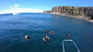 Dive Sydney scuba diving boat diving Bluefish Point best dive site