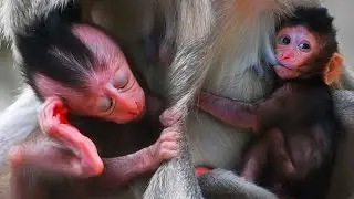 Really love a little baby monkey very active and getting milk, Newborn baby care | Wild Trip