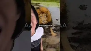 How CUTE can you draw a LION??