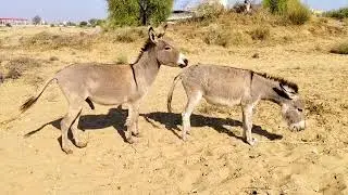Small Donkeys Mating in the Forest | Rare Animal Behavior Video #DonkeyBreeding #AnimalMating