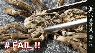 EXTREME FAIL z kokonem Heteroscodra maculata!!!!!! - spidersonline.pl