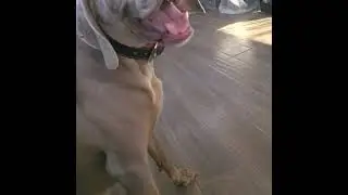 Weimaraner viciously bites owners hand!!!