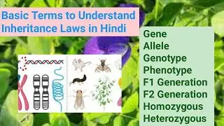 Gene allele genotype phenotype homozygous heterozygous dominant recessive monohybrid cross in hindi