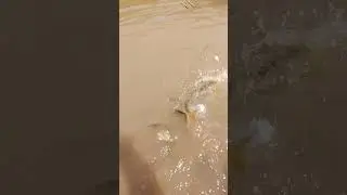 #fishfoods #realvibesonly