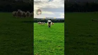 🐑 Vita da animali (PARTE 3)