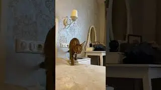 Наполовину каракал чирикает очень громко