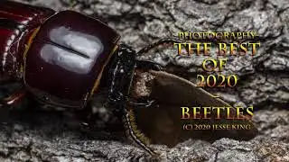 Beetles! The Best Of 2020 By J King Photography