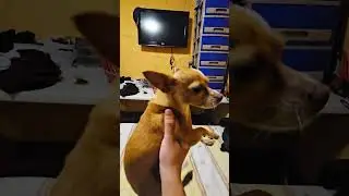 #jetsetradio #radio #chihuahua #spin #cute #pet #meme