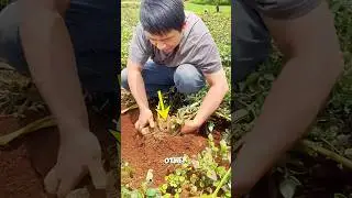 China&rsquo;s Mountain Potatoes That Feed 12 Countries🥔🤯#farming