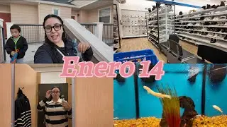 ROSS|PETCO| MI BETTA ESTÁ ENFERMO🐟