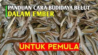 Budidaya belut dalam ember untuk pemula ( anti gagal )