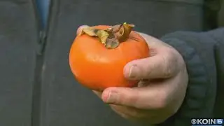 Persimmons stolen from SW Portland tree -- again!
