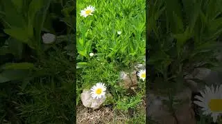 #oxeyedaisy #edibleflowers #medicinalplants