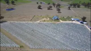 Blue Gables Vineyard