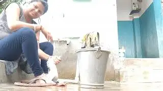 দেশি মুরগির গোলা কাটা ভিডিও //Due to internet issues, I am unable to upload videos or live stream.