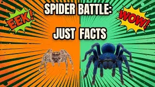 The Smallest and the Largest Spider in the World