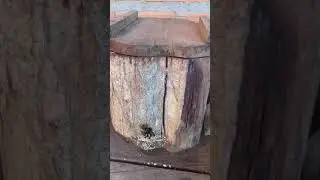Divis&atilde;o de pernigra( uru&ccedil;u boca renda) usando a rainha na divis&atilde;o e deixando matriz sem rainha