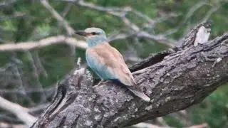 European roller (Coracias garrulus) at Rosie's Pan Live - South Africa - africam.com